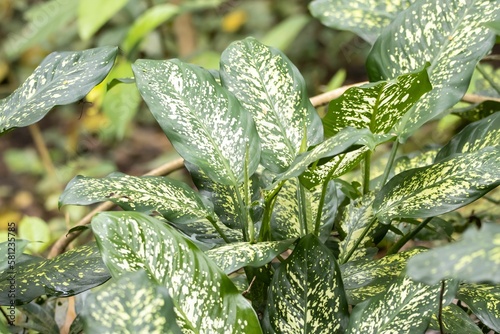 Dumbcane plants, Dieffenbachia seguine, in a rainforest photo