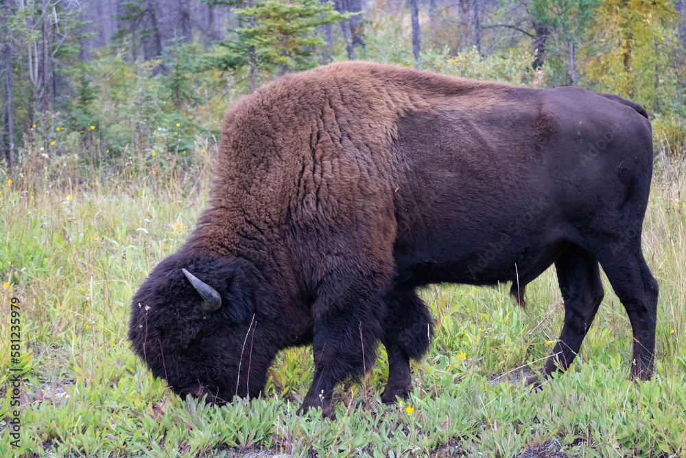 bison in park national park bison in park national park