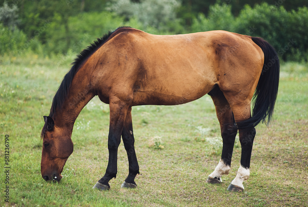 Obraz premium A beautiful brown horse is standing in the field and eating green grass. Pasture and farm.