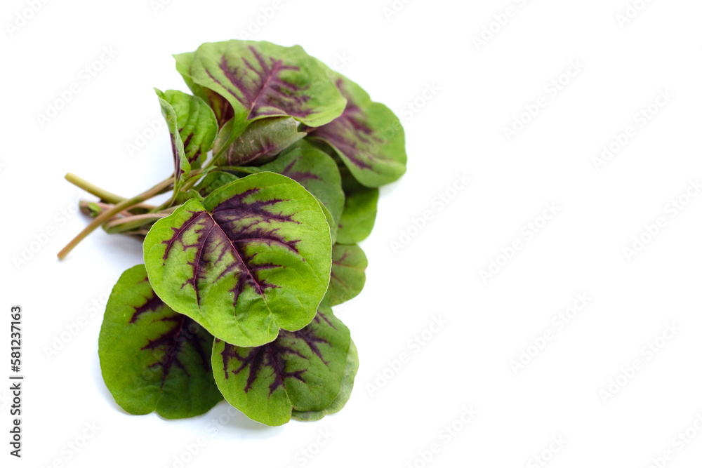 Obraz premium Fresh green red amaranth. Organic vegetables