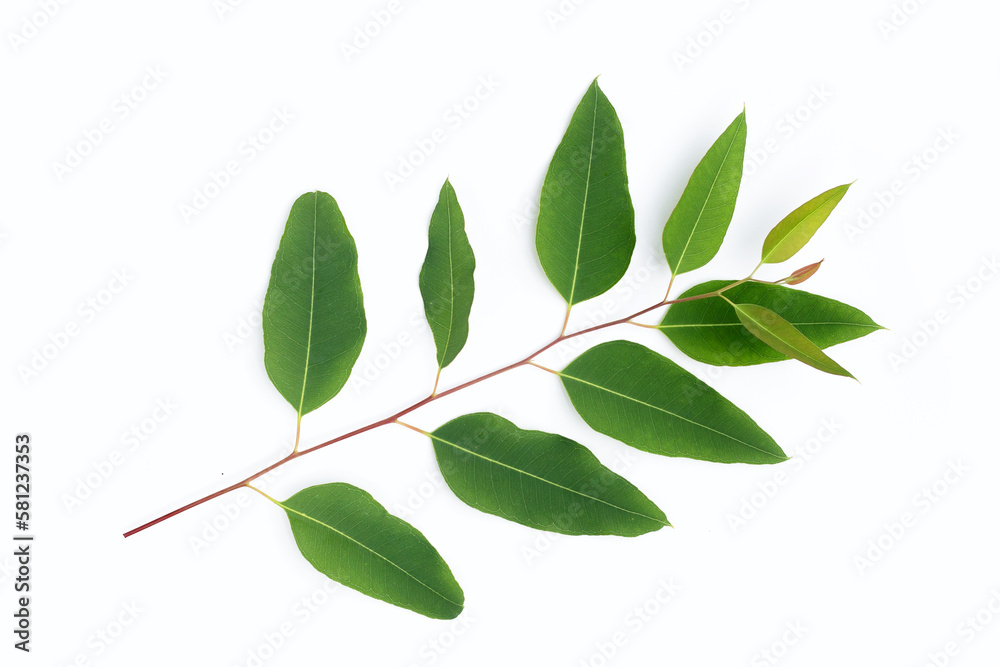 Obraz premium Green leaves of eucalyptus on white