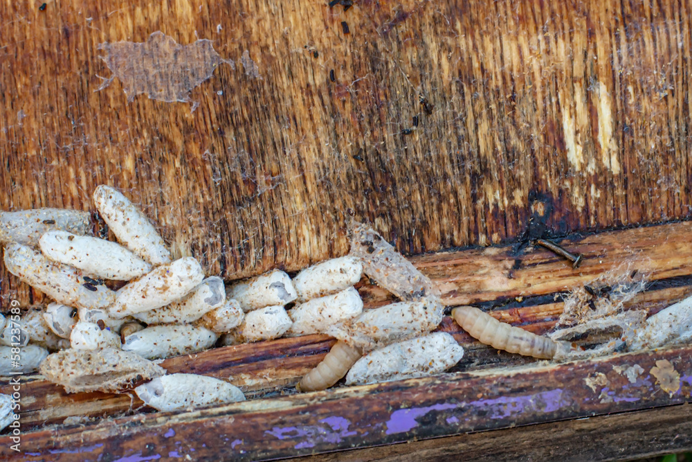 Fully-grown larvae form cocoons in comb debris, attached to frame or hive body. Larvae chew cavities to cement the cocoons, and lasting damage is done to frame Fully-grown larvae form cocoons in comb debris, attached to frame or hive body. Larvae chew cavities to cement the cocoons, and lasting damage is done to frame