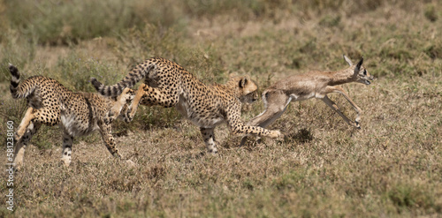 Young Cheetah chasing a young impala in Serengeti National Park   Africa.