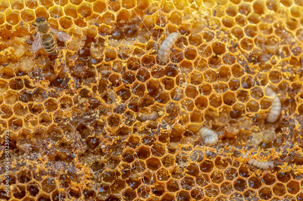 Waxworms, caterpillar larvae of wax moths, on damaged beeswax, frame with waxed wax moth.