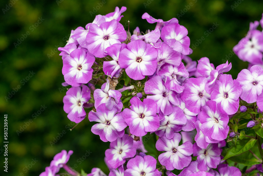 Close up of pink garden phlox (phlox paniculata) flowers in bloom