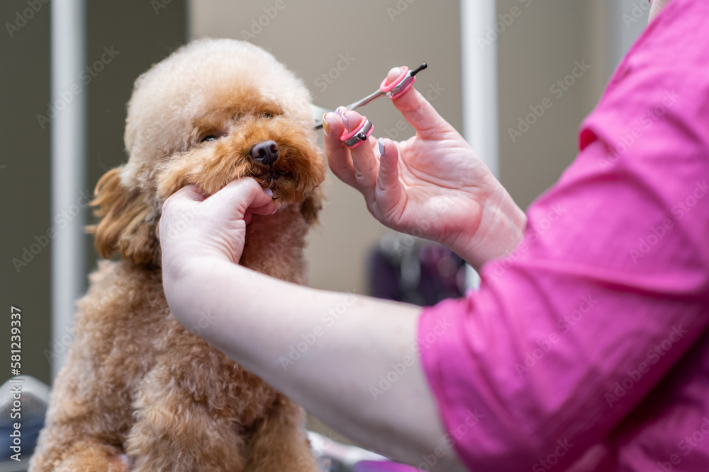 Smiling dog in Pet grooming salon.Little puppy being groomed in groomer studio close up Smiling dog in Pet grooming salon.Little puppy being groomed in groomer studio close up