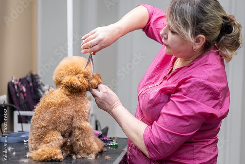 gently cutting little dog face fur by scissors and professional groomer in salon.