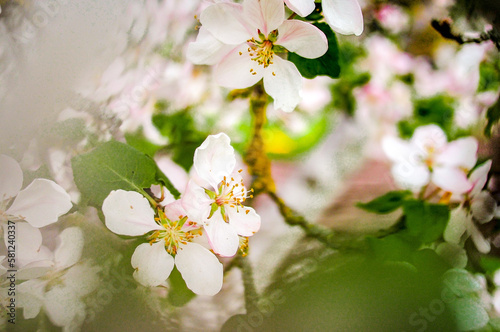 nature scenery, close-up spring in nature, apple blossoms and green leaves © Aija Freiberga