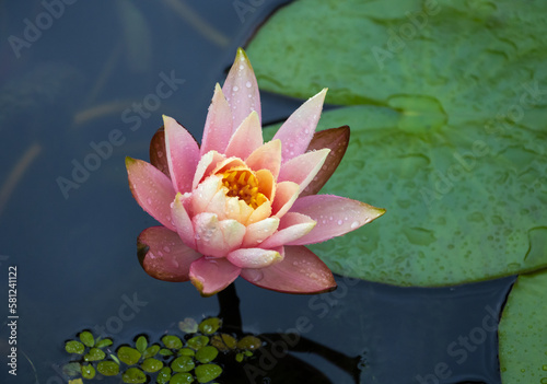 Valokuva Pink water lily (nymphaea fabiola) on Réunion Island
