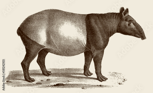 Endangered Malayan tapir tapirus indicus, after antique copperplate