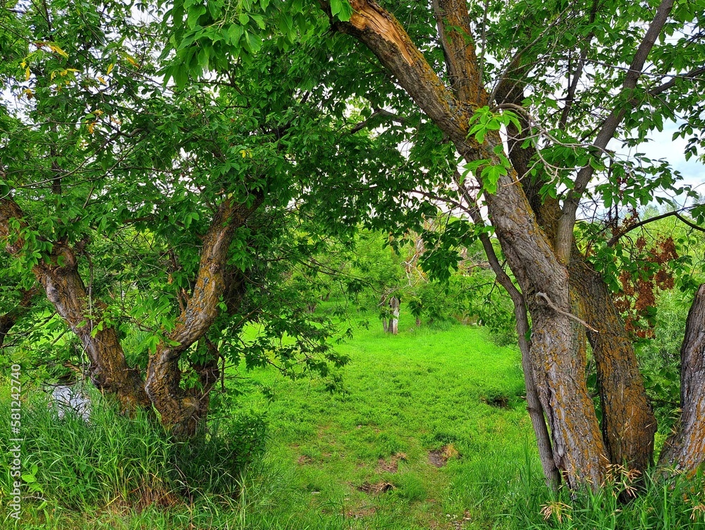 Obraz premium tree arch in the forest