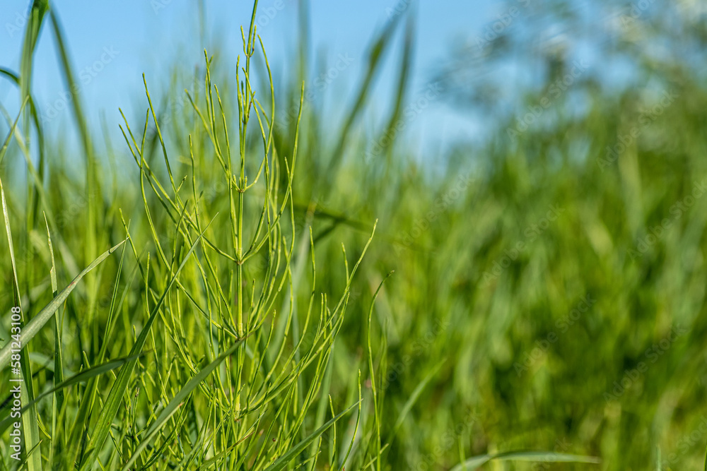 Obraz premium Equisetum arvense, field horsetail with dew drops closeup selective focus