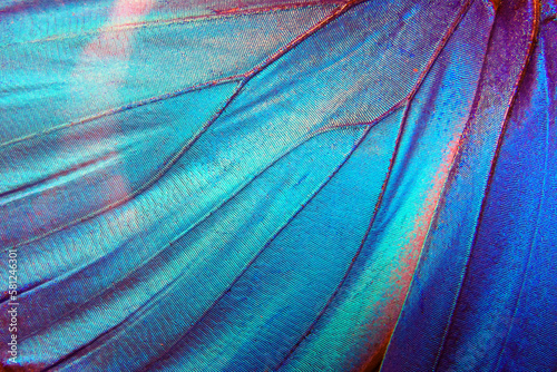 Butterfly wings texture background. Detail of morpho butterfly wings.	