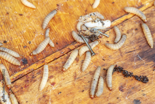 Fully-grown larvae form cocoons in comb debris  attached to frame or hive body. Larvae chew cavities to cement the cocoons  and lasting damage is done to frame