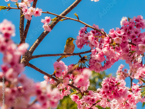 桜とメジロ