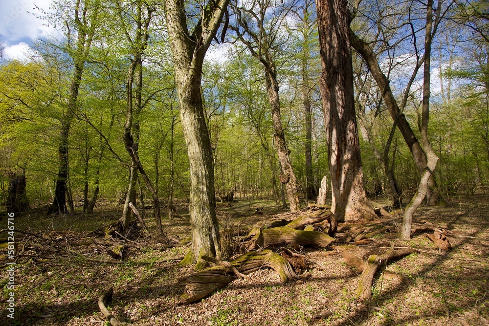 Obraz premium Alluvial forest at the confluence of the Morava and Dyje rivers in the Czech Republic. Old floodplain forest in Ranspurk with an old tree. Soutok nature reserve. Czechia