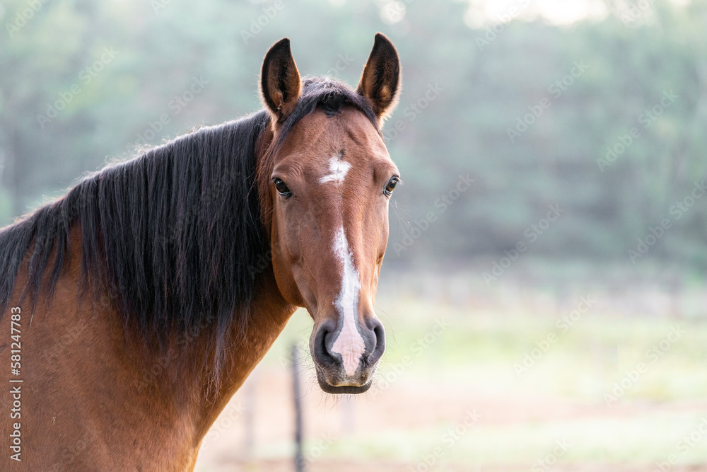 Brown Lusitano mare portrait