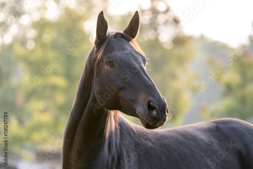 Fotografie Big brown KWPN mare in beautiful morning light