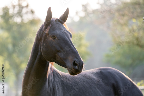 Big brown KWPN mare in beautiful morning light