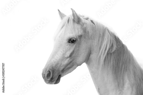 Cute little white pony with white background © PIC by Femke