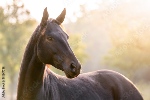 Canvas Print Big brown KWPN mare in beautiful morning light