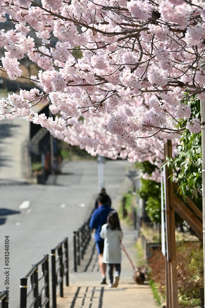 Cherry blossoms in full bloom. Scenery of spring in Japan. Seasonal background material Cherry blossoms in full bloom. Scenery of spring in Japan. Seasonal background material
