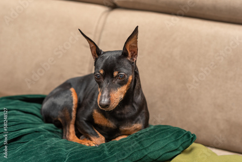 dwarf pincher lies on the sofa on a beige background, studio portrait of a dog