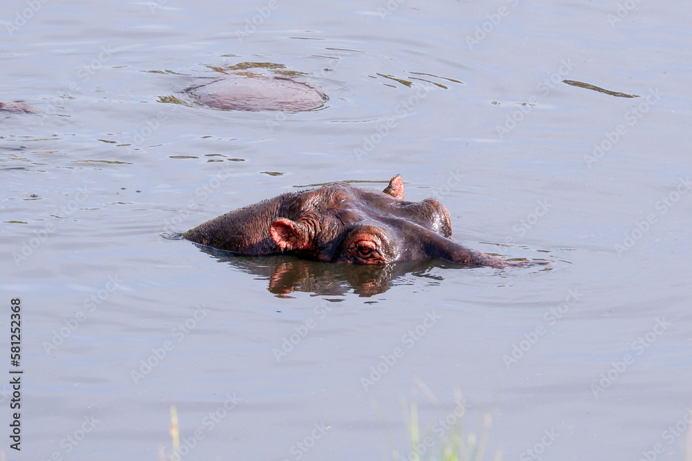 Hippo sits mostly submerged in a river on a summer day in the Maasai Mara Hippo sits mostly submerged in a river on a summer day in the Maasai Mara