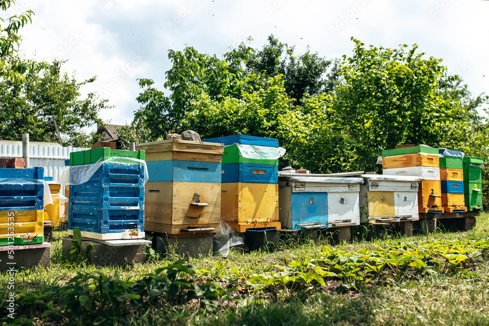 Bees at old hive entrance. Bees returning from honey collection to yellow hive. Bees at entrance. bees return to beehive after honeyflow. Copy space Bees at old hive entrance. Bees returning from honey collection to yellow hive. Bees at entrance. bees return to beehive after honeyflow. Copy space