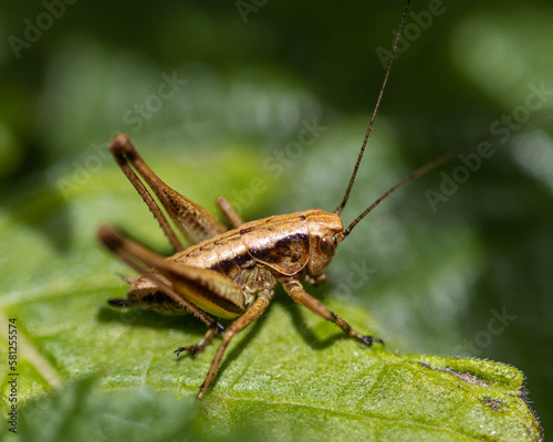 Dark bush cricket in macro. © Robert L Parker