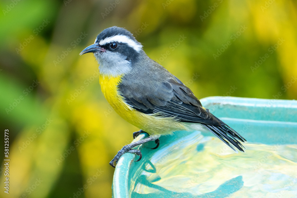 Obraz premium The bananaquit (Coereba flaveola) is a species of passerine bird in the tanager family Thraupidae. Tiny, active, warbler-like bird of tropical and subtropical forest edge, woodland, and gardens.