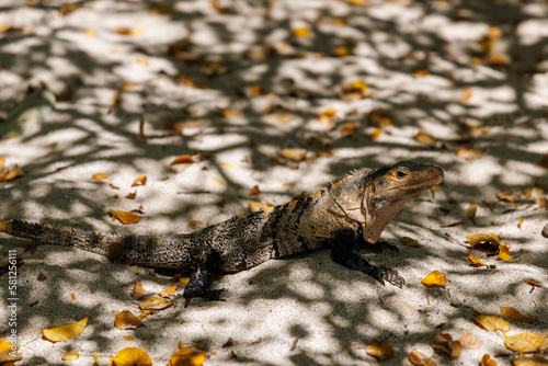 An iguana walks on a beach in the shade in Costa Rica