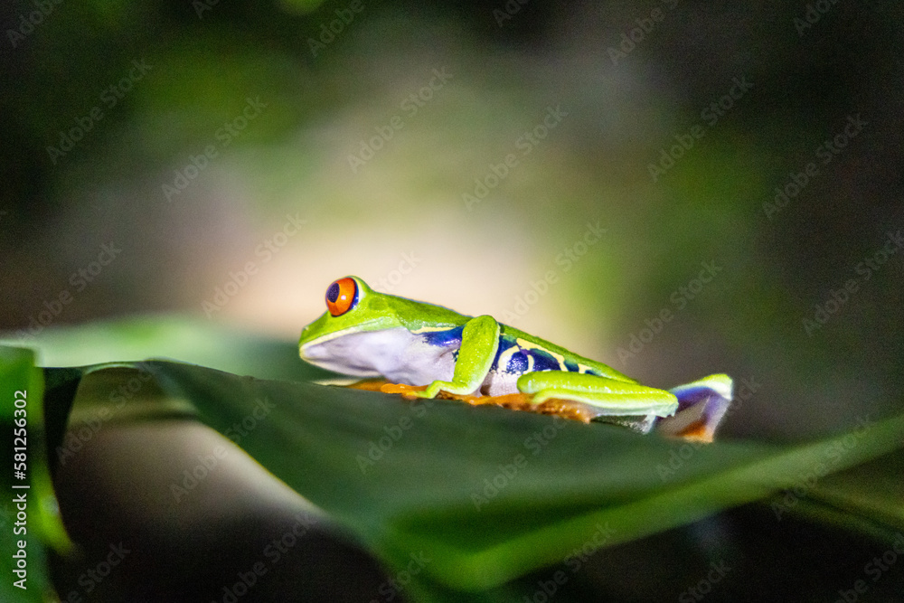 Red-eye tree frog sits on a leaf and tree branch lit during the night
