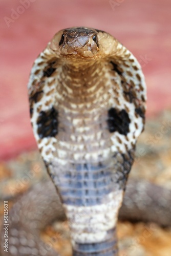close up of a snake cobra king cobra