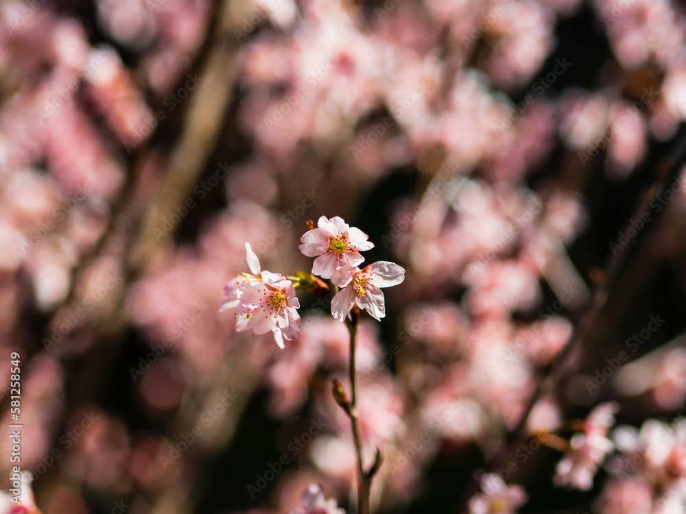 風に揺れる満開の桜