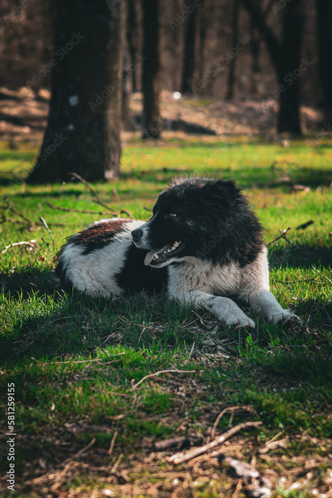Obraz premium dog sitting in the forest
