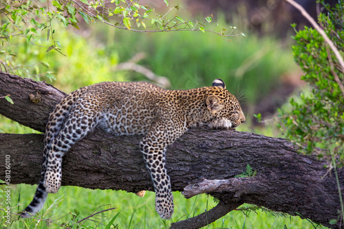 Leopard Resting on Log 3910