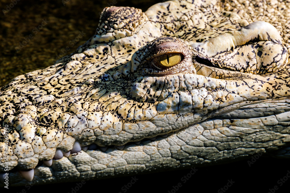 Fototapeta premium Krokodil Details