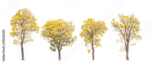 Tropical plant yellow tree flower bush shrub tabebuia isolated on white background  with clipping path.