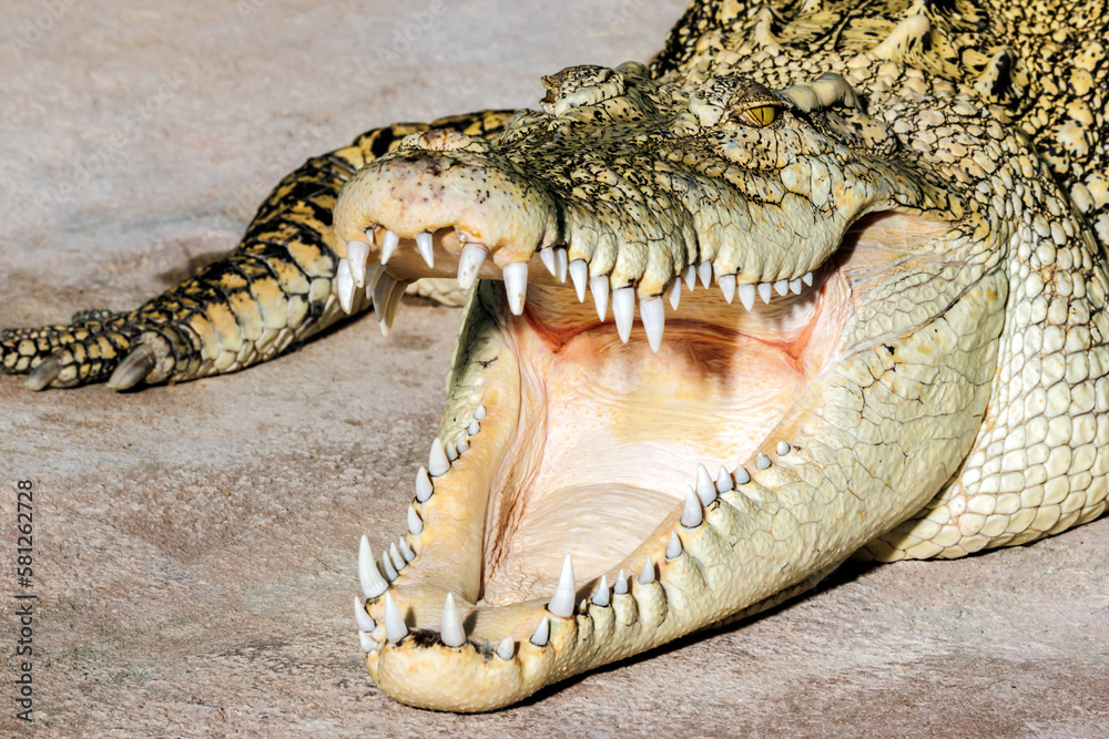 Obraz premium Krokodil