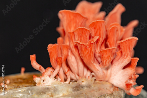 Pleurotus Salmon (Shimeji Salmon, Pleurotus Djamor , Shimeji Rosa , Mushroom Pink ) young sprouting photo