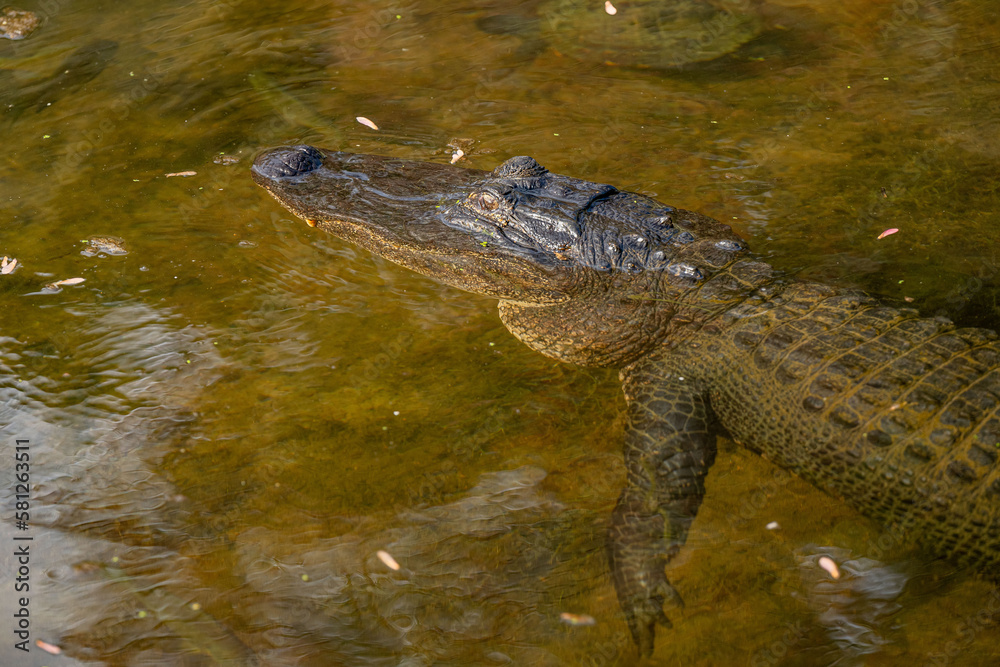 Obraz premium alligator and turtles