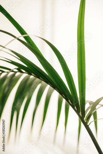 Kentia palm frond