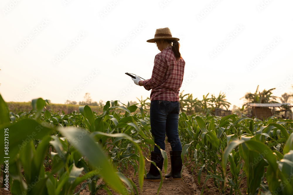 Young woman farmers using digital tablet computer in a young cornfield at sunset or sunrise Young woman farmers using digital tablet computer in a young cornfield at sunset or sunrise