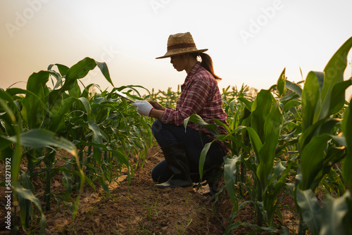 Young woman farmers using digital tablet computer while sitting in a young cornfield at sunset or sunrise