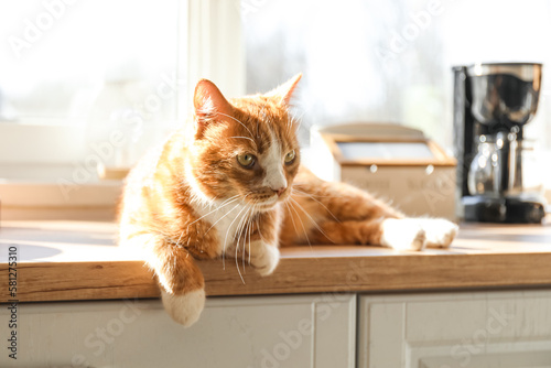 Cute red cat lying on counter in kitchen