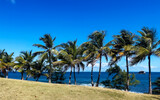 palm trees on a St. Lucia beach