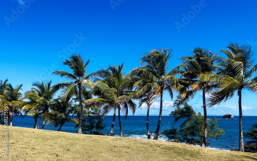 palm trees on a St. Lucia beach © Laura