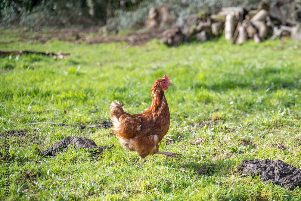 Fototapeta premium jolie poule dans un verger en normandie