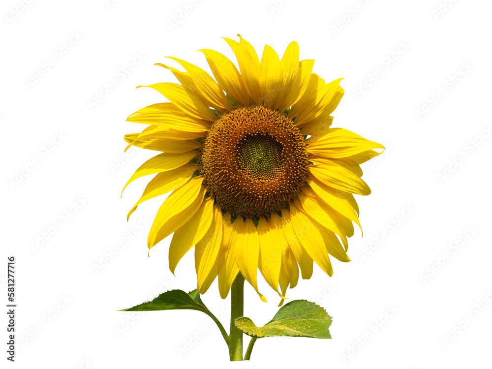 Fototapeta premium Sunflower flower isolated on white background.